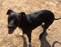 man plays flute dog runs