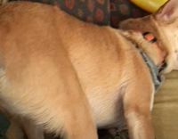 Chihuahua wrong way couch twitch