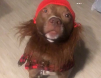 Dog black red flannel red beanie