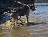 Happy Dog Likes Digging in Mud 