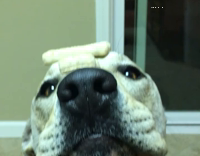 Golden Dog Balances Treats On Head and Nose