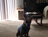 dog trying to fetch ball in slow motion