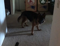 dog scared of lighter and running away every time it turns on