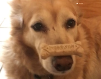 Dog doesnt eat bone treat when told to