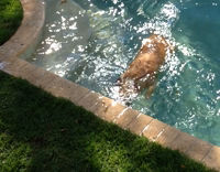 dog swimming in pool