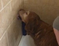 dog licking peanutbutter from wall while bathing