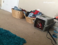 Pitbull Teeths Square Cage