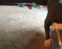 dog trying to get rid of neck brace but cant 