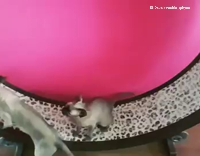 Siamese Cat Pink Hamster Wheel