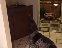 Collab AnimalsDT - Brown Dog Howls Zoom In On His Face