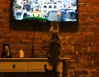 [Third Party] Collab AnimalsDT - Cat Jumping Up Towards Bird On Tv