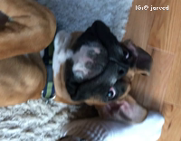 Dog On Back Reacts to Farting Noise