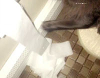 cat unrolling toilet paper 