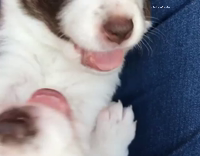 Newborn border collie puppies play
