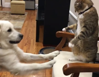 Grey cat on chair deflects and hits white dog