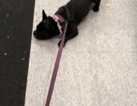 Collab AnimalsDT - Black Dog Getting Dragged By Leash