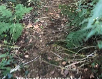 When The Neighborhood Dog Shows You The Way To The Lake