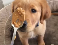 “Is peanut butter a carb?”