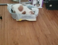Cat rolls around litterbox
