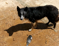dog getting showered doesn't like water