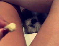 grey dog head between legs