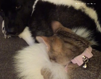 Collab AnimalsDT - Angry Black White Dog Kitten Bites Tail