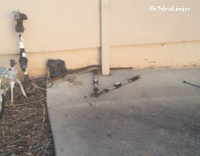 Rattle Snake Crawls Down Pipe