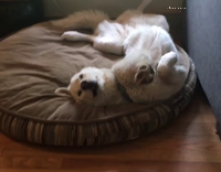 Sleepy White Dog Gives High Five From Dog Bed