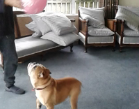 fat dog pink balloon