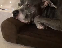 dog snores eyes rolled back