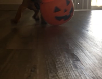 puppy carries halloween basket