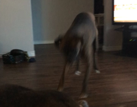 brown dog jumping up and down 