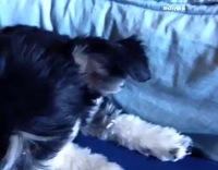 dog goes crazy growling. 