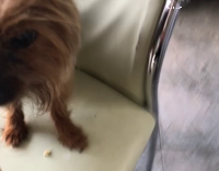 Yorkie Attacks A Cupcake