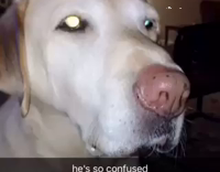 Dog Sits Patiently With Food on Head 