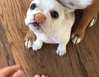 dog holding sausage on nose 