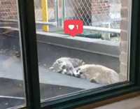 two raccoons hold hands