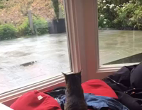 cat turns around with song