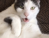 cat standing still with mouth wide open
