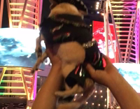 Sombrero Puppy With Drawn On Eyebrows Held in Air at Festival