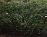 Two Guys Tumble Through Bushes Butt