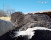 Grey cat on horse relaxing