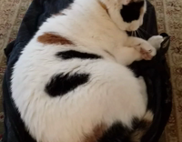 Cat Dragged On Backpack