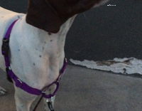 dog on hind legs eating starbucks
