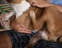 dog shakes when scratched