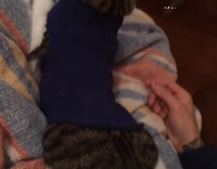 Cat in Blue Turtleneck Sweater Watching TV 