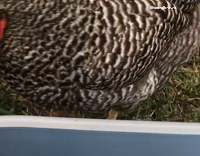 Chicken begs for chips.