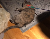 Cat Hates Going For Walk