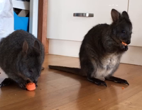 Tasmanian pademelon joeys enjoy carrots.