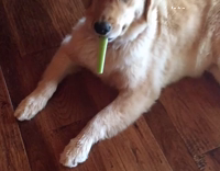 Dog holds piece of celery in mouth